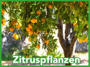 Duftende...