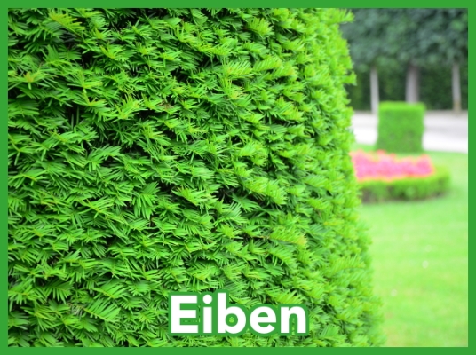 Eiben sind aufgrund ihrer...