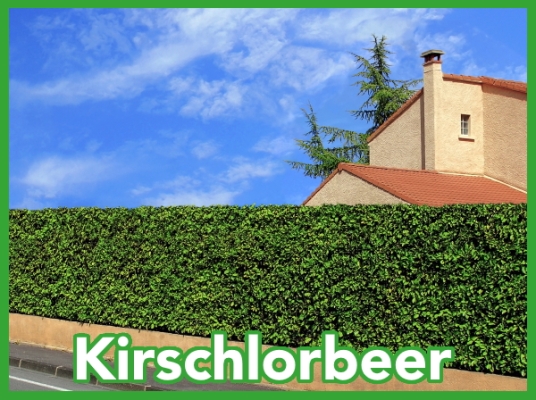 Kirschlorbeeren gibt es in vielen...