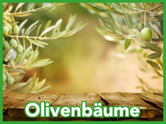 Olivenbäume werden bereits...
