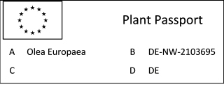Olivenbaum "Olea Europaea" +/-90cm