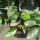 Limettenbaum "Citrus aurantifolia" 70-80cm