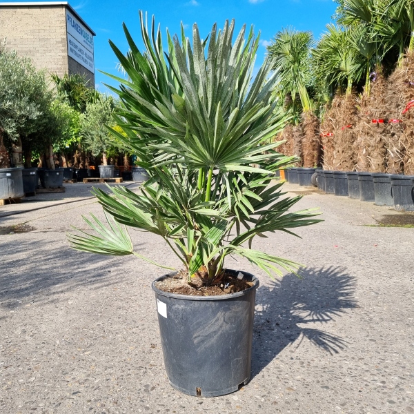 Kompakte Zwergpalme "Chamaerops Humilis Vulcano" 90-100cm