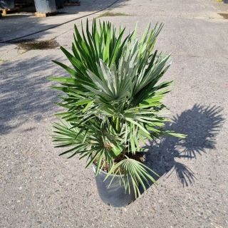 Kompakte Zwergpalme "Chamaerops Humilis Vulcano" 90-100cm