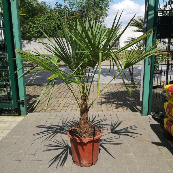 Trachycarpus Fortunei 120cm