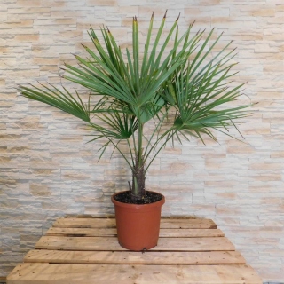 Hanfpalme "Trachycarpus Fortunei" +/- 20cm...