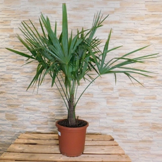 Hanfpalme "Trachycarpus Fortunei" +/- 20cm Stamm - +/-120cm hoch