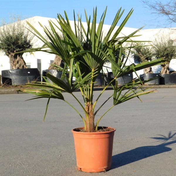 Trachycarpus Fortunei 55cm