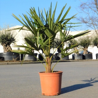 Hanfpalme "Trachycarpus Fortunei" +/-100cm hoch