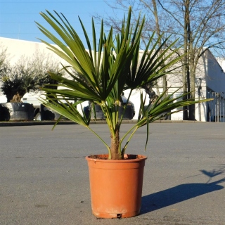 Hanfpalme "Trachycarpus Fortunei" +/-100cm hoch