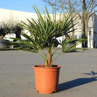 Hanfpalme "Trachycarpus Fortunei" +/-100cm hoch