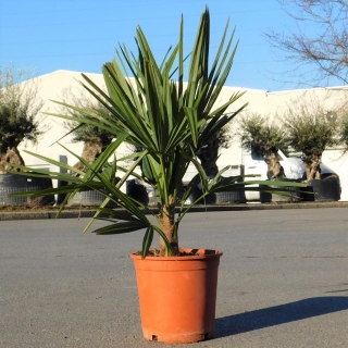 Hanfpalme "Trachycarpus Fortunei" +/-100cm hoch