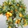 Zwergorange, Kumquat "Fortunella Margarita" 60-70cm