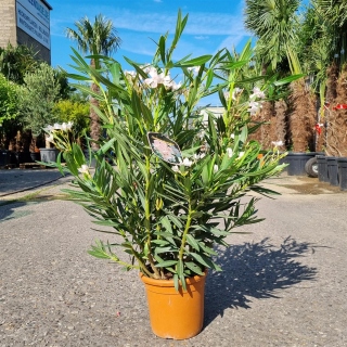 Oleander "Nerium Oleander", weiß rosato...