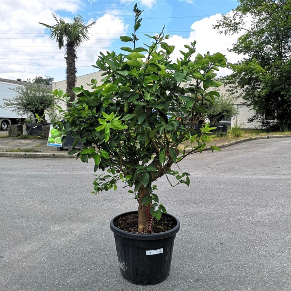 Limettenbaum "Citrus latifolia" (Nr.1) 33cm Stammumfang