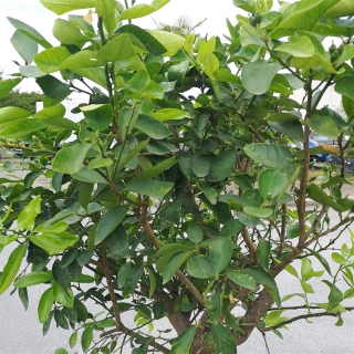 Limettenbaum "Citrus latifolia" (Nr.1) 33cm...
