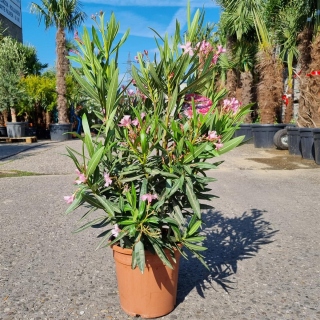 Oleander "Nerium Oleander" rosa +/-90cm