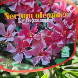 Oleander "Nerium Oleander" rosa +/-90cm