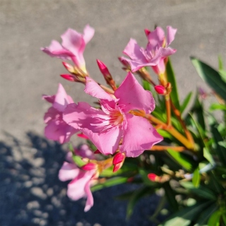 Oleander "Nerium Oleander" rosa +/-90cm