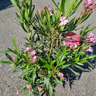 Oleander "Nerium Oleander" rosa +/-90cm