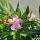 Oleander "Nerium Oleander" rosa +/-90cm