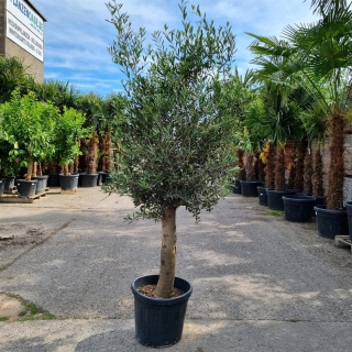 Olivenbaum "Olea Europaea" 25-30cm Stammu....