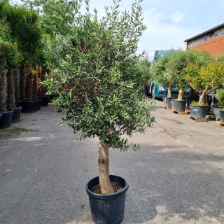 Olivenbaum "Olea Europaea" 25-30cm Stammu....