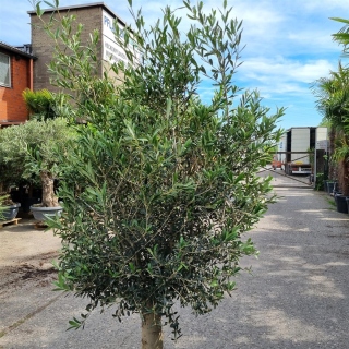 Olivenbaum "Olea Europaea" 25-30cm Stammu. 180-200cm hoch