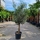 Olivenbaum "Olea Europaea" 25-30cm Stammu. 180-200cm hoch