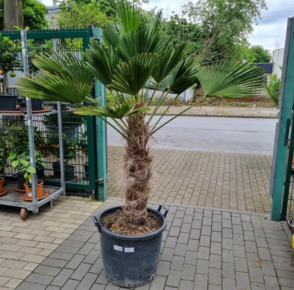 Hanfpalme "Trachycarpus Wagnerianus" 70cm Stammhöhe (Nr.6)