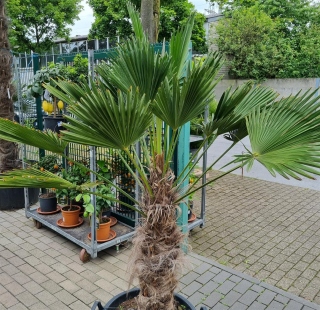 Hanfpalme "Trachycarpus Wagnerianus" 70cm...