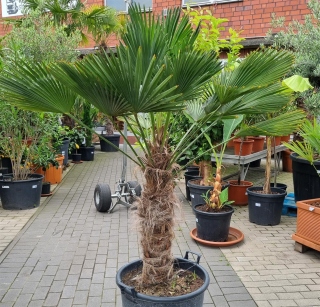 Hanfpalme "Trachycarpus Wagnerianus" 70cm Stammhöhe (Nr.6)