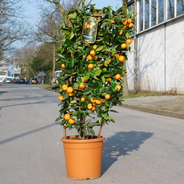 Calamondin Orange am Spalier "Citrus Mitis" +/-120cm