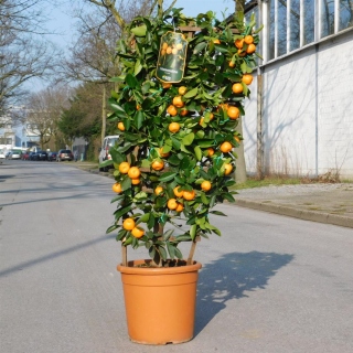 Calamondin Orange am Spalier "Citrus Mitis"...