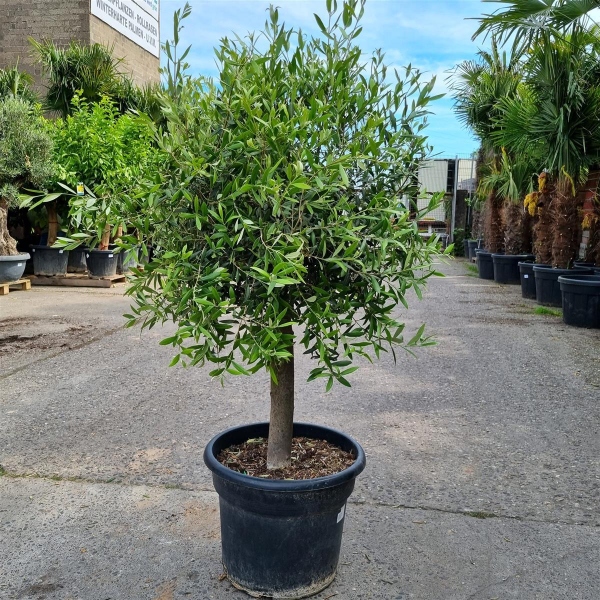 Olivenbaum "Olea Europaea" 20-25cm Stammu. 160-180cm hoch