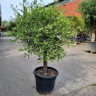 Olivenbaum "Olea Europaea" 20-25cm Stammu....