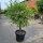 Olivenbaum "Olea Europaea" 20-25cm Stammu. 160-180cm hoch
