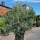 Olivenbaum "Olea Europaea" (Nr.4) 100cm Stammu. Bonsai - 210cm hoch