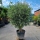 Olivenbaum "Olea Europaea" (Nr.10) 58cm Stammu. 220cm hoch