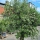 Olivenbaum "Olea Europaea" (Nr.10) 58cm Stammu. 220cm hoch