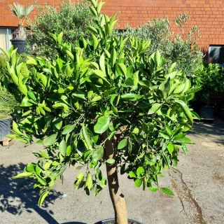 Orangenbaum "Citrus Sinensis" (Nr. 2) 25cm Stammu. 160cm hoch