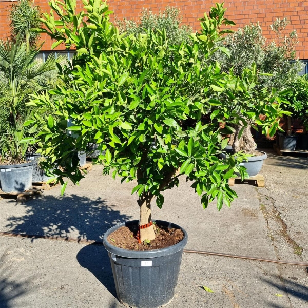 Orangenbaum "Citrus Sinensis" (Nr. 4) 24cm Stammu. 170cm hoch