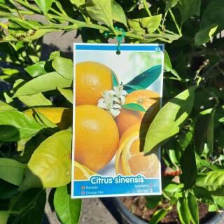 Orangenbaum "Citrus Sinensis" (Nr. 4) 24cm Stammu. 170cm hoch