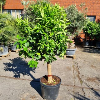 Orangenbaum "Citrus Sinensis" (Nr. 5) 24cm Stammu. 180cm hoch