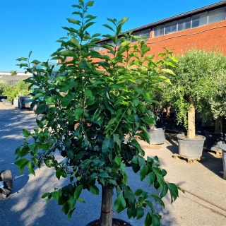 Zitronenbaum "Citrus Limon"  (Nr. 4) 30cm Stammu. 210cm hoch