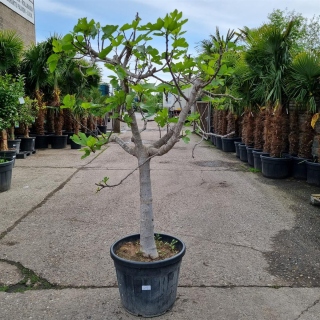 Feigenbaum "Ficus Carica" (Nr.1) +/-30cm Stammumfang