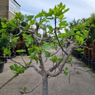 Feigenbaum "Ficus Carica" (Nr.1) +/-30cm...