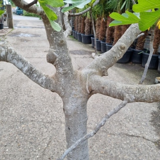 Feigenbaum "Ficus Carica" (Nr.1) +/-30cm Stammumfang