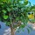 Zitronenbaum "Citrus Limon"  (Nr. 8) 38cm Stammu. 180cm hoch