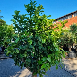 Zitronenbaum "Citrus Limon"  (Nr. 9) 35cm Stammu. 210cm hoch